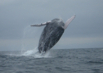 Пуэрто Лопес, Побережье регион, Эквадор, фото № 63512 – фотографии Эквадора
