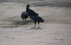 Плайя Лангоста, Гуанакасте провинция, Коста-Рика, фото № 39602 – фотографии Коста-Рики