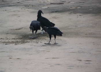 Плайя Лангоста, Гуанакасте провинция, Коста-Рика, фото № 39602 – фотографии Коста-Рики