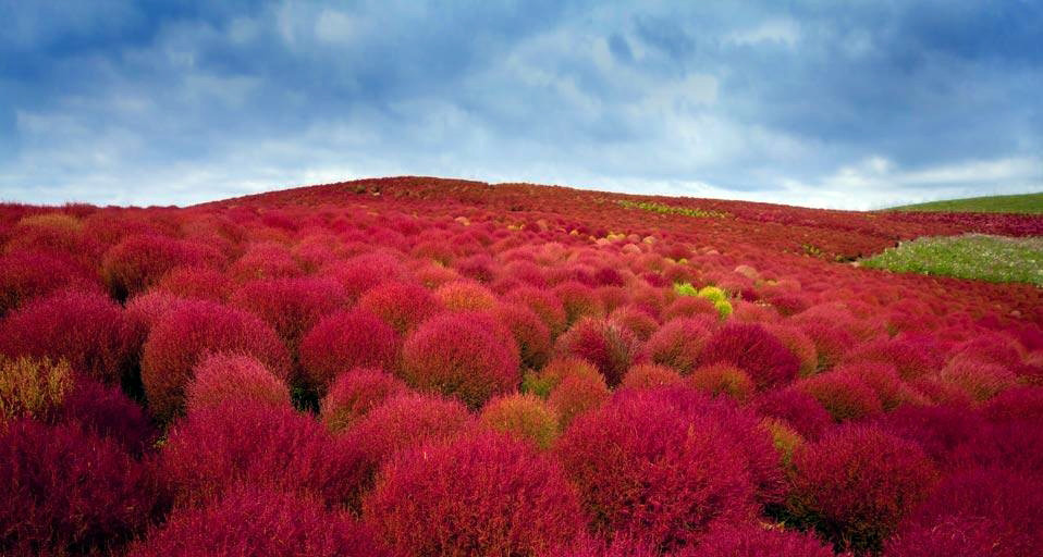 Парк Хитачи-Сисайд (Hitachi Seaside Park). Фото 5 – фотографии Японии