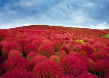 Парк Хитачи-Сисайд (Hitachi Seaside Park). Фото 5 – фотографии Японии