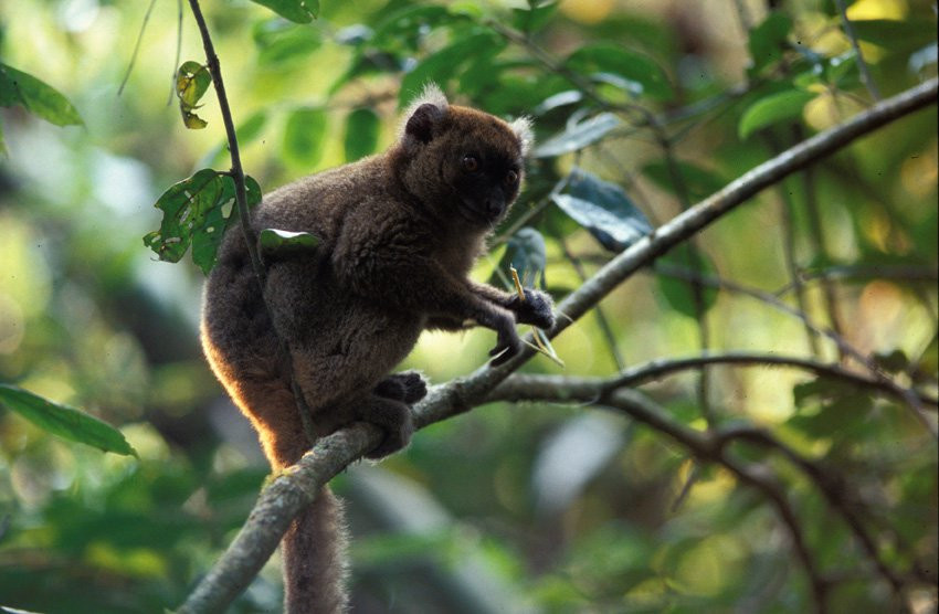 Мадагаскар, фото № 2175 – фотографии Мадагаскара