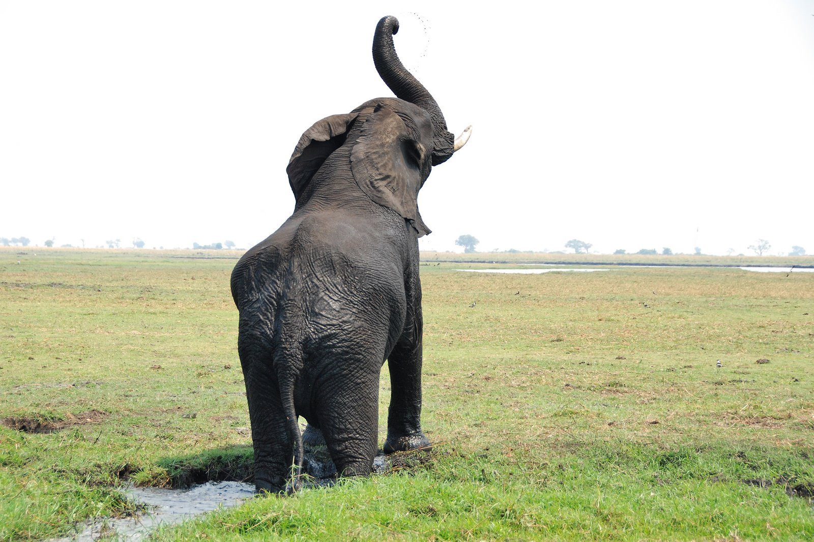 Chobe_elephant – фотографии Ботсваны