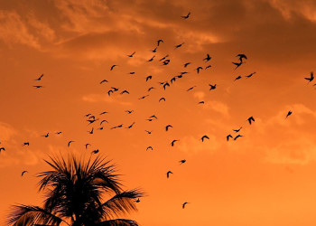 Ваддува, Шри-Ланка, фото № 50802 – фотографии Шри-Ланки