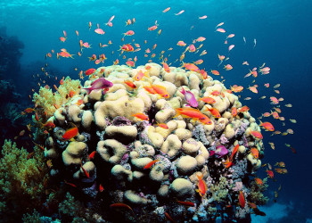 Рифовая экосистема Большого Барьерного рифа, признанная ЮНЕСКО, высоко защищена – фотографии Австралии