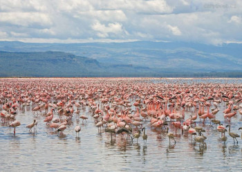 Розовый фламинго в национальном парке «Озеро Накуру», Кения – фотографии Кении