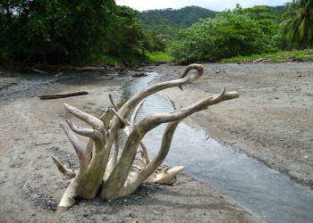 Ислита, Гуанакасте провинция, Коста-Рика, фото № 39388 – фотографии Коста-Рики