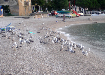 Птицы на пляже в Мощеничка-Драга, Хорватия – фотографии Хорватии