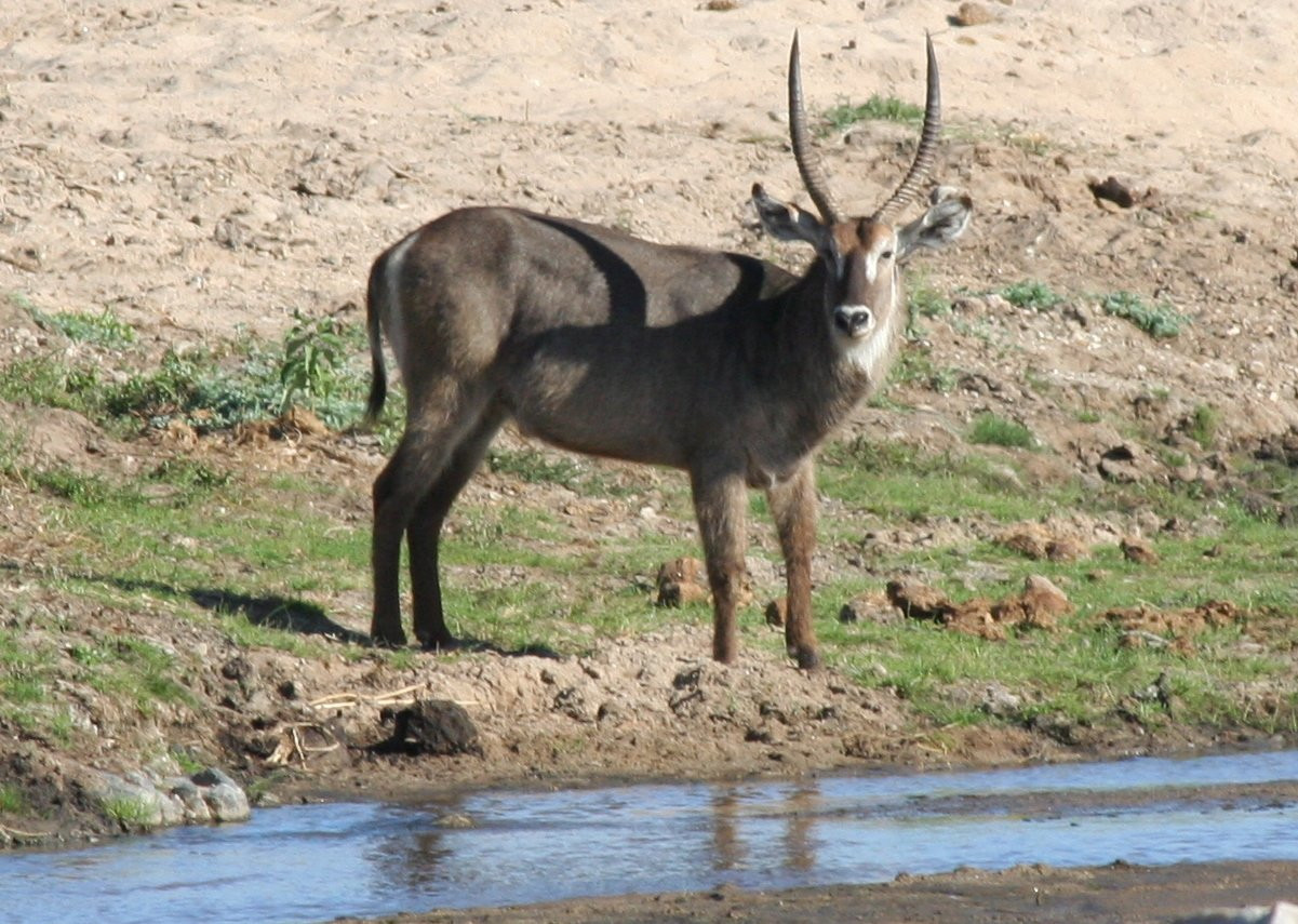 Грациозное животное на водопое в национальном парке, Танзания – фотографии Танзании