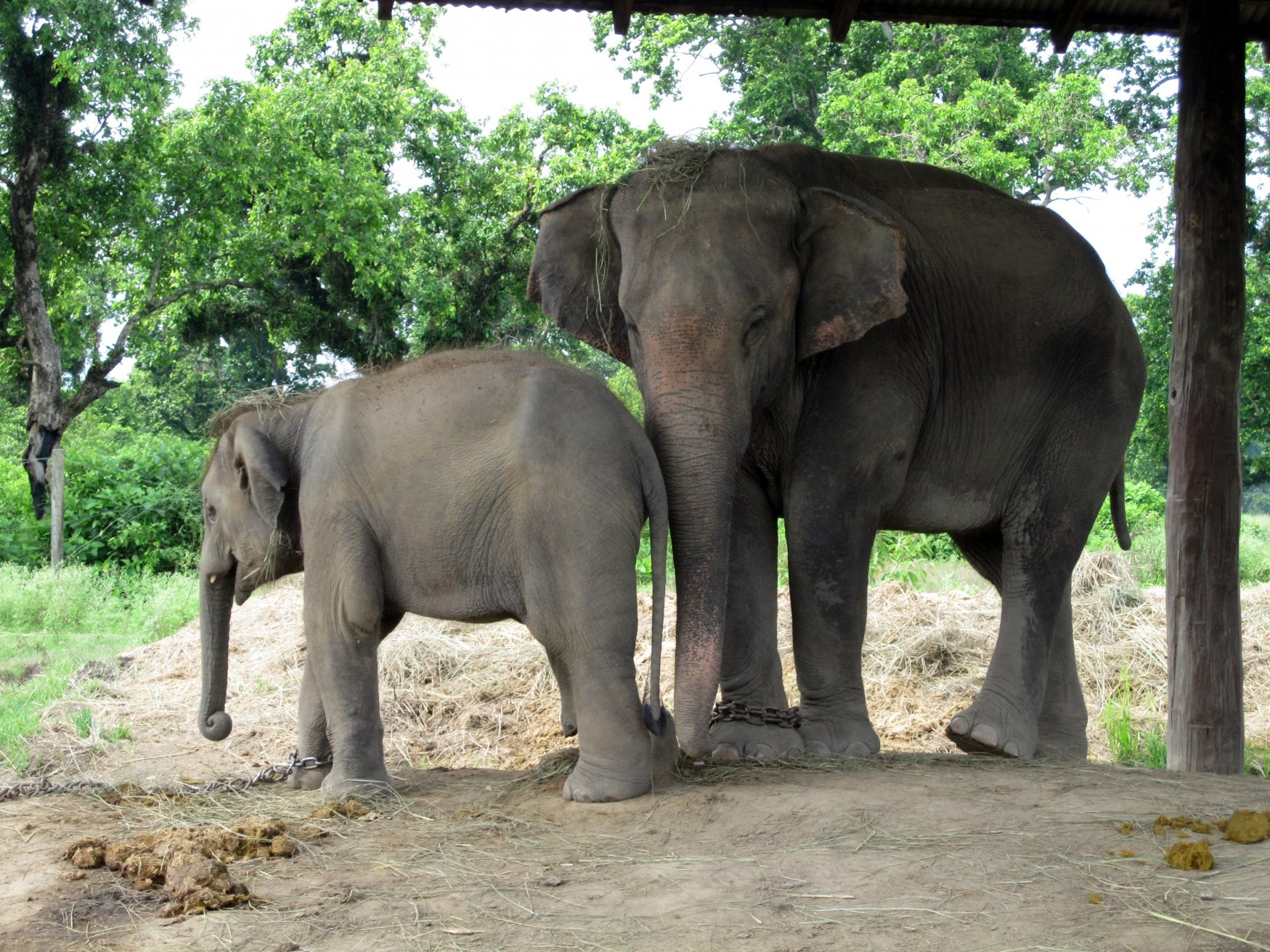 Слониха и слонёнок в национальном парке Читван, Непал – фотографии Непала