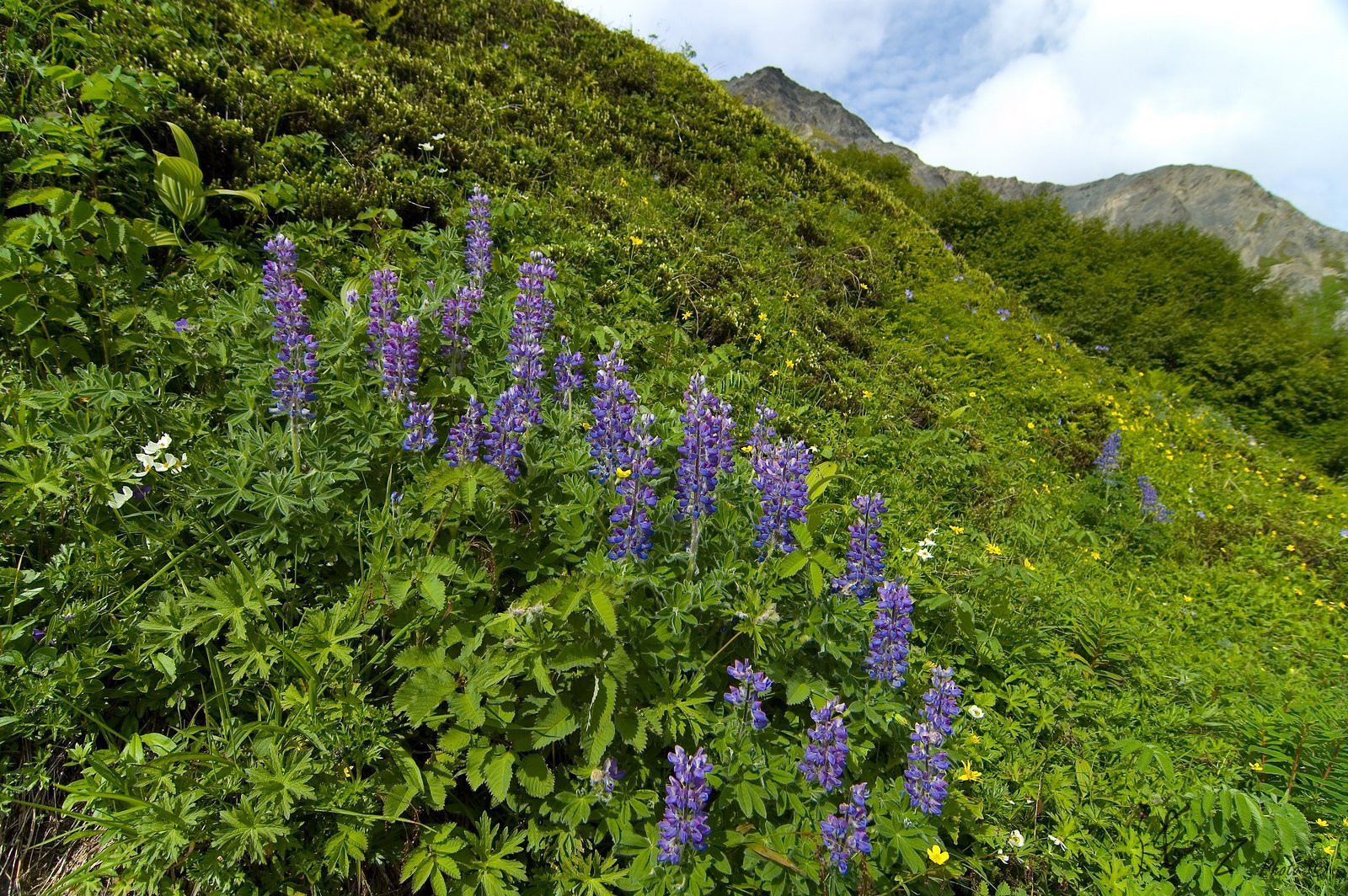 Аляска штат, США, фото № 67701 – фотографии США