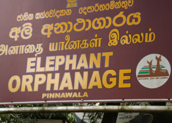 Слоновий питомник Пиннавела на острове Шри-Ланка. Фото 7 – фотографии Шри-Ланки