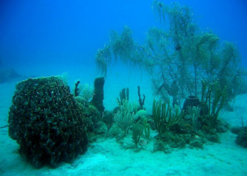 Гваделупа, фото № 3632 – фотографии Гваделупы