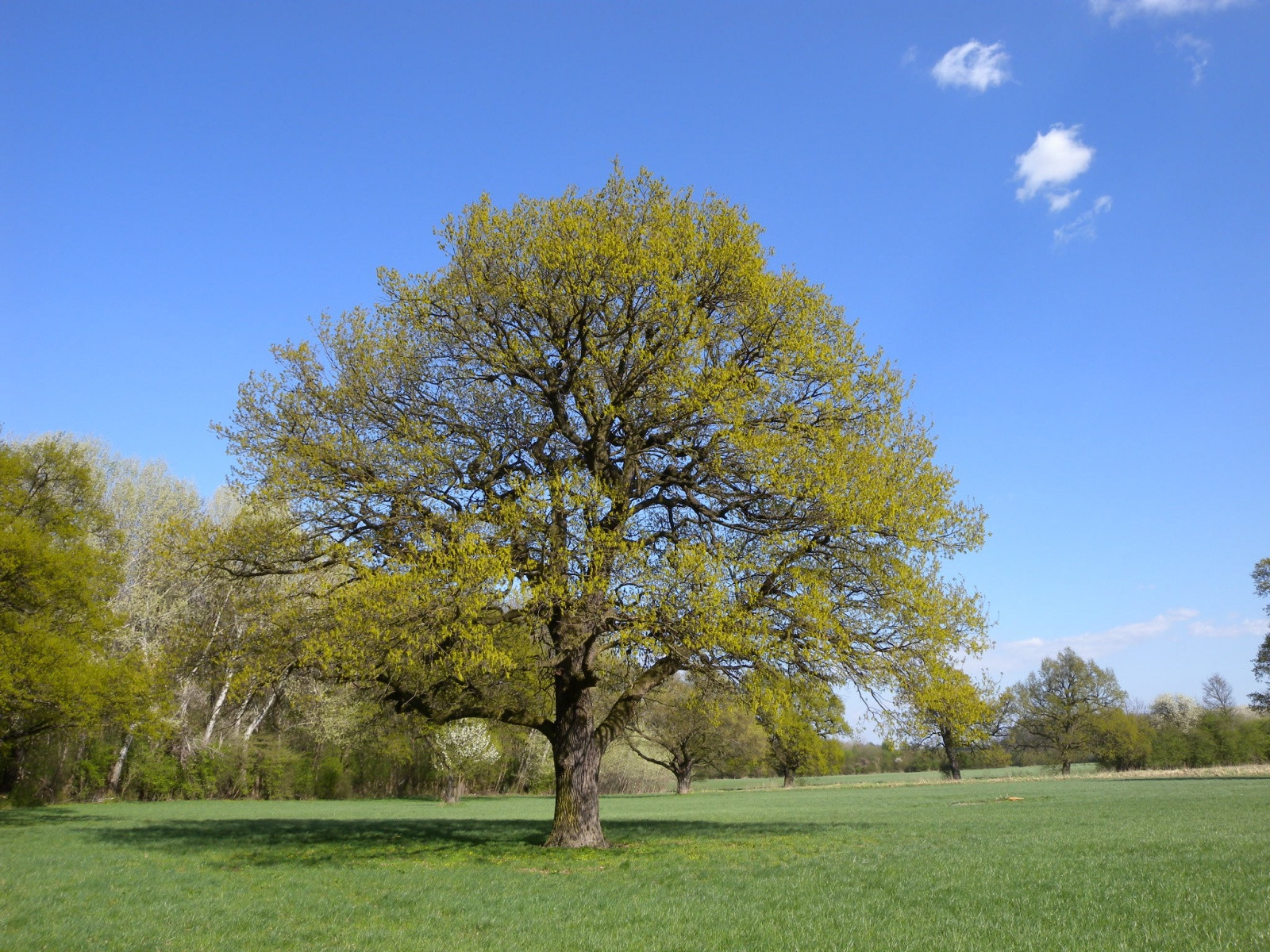 Красивый пейзаж Донау-Ауэн (Donau-Auen) – фотографии Австрии