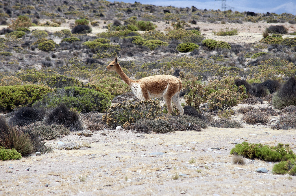 Салинас и Агуада-Бланка (заповедник) – фотографии Перу