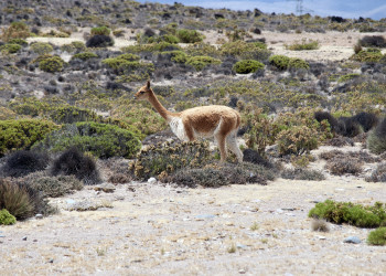 Салинас и Агуада-Бланка (заповедник) – фотографии Перу