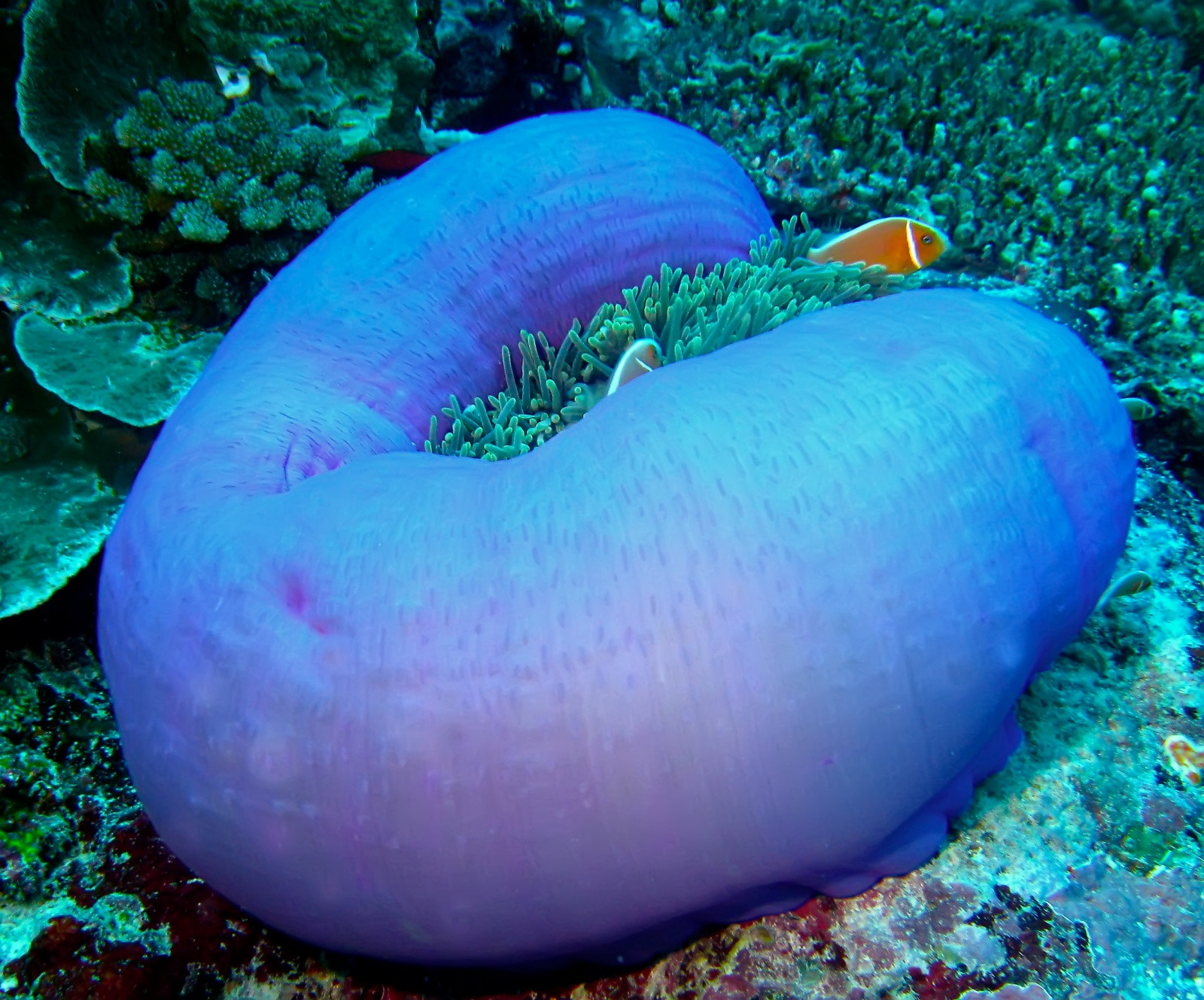 Кораллы в прибрежных водах Палау – фотографии Палау