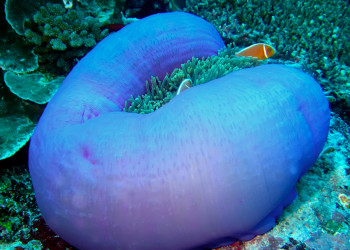 Кораллы в прибрежных водах Палау – фотографии Палау