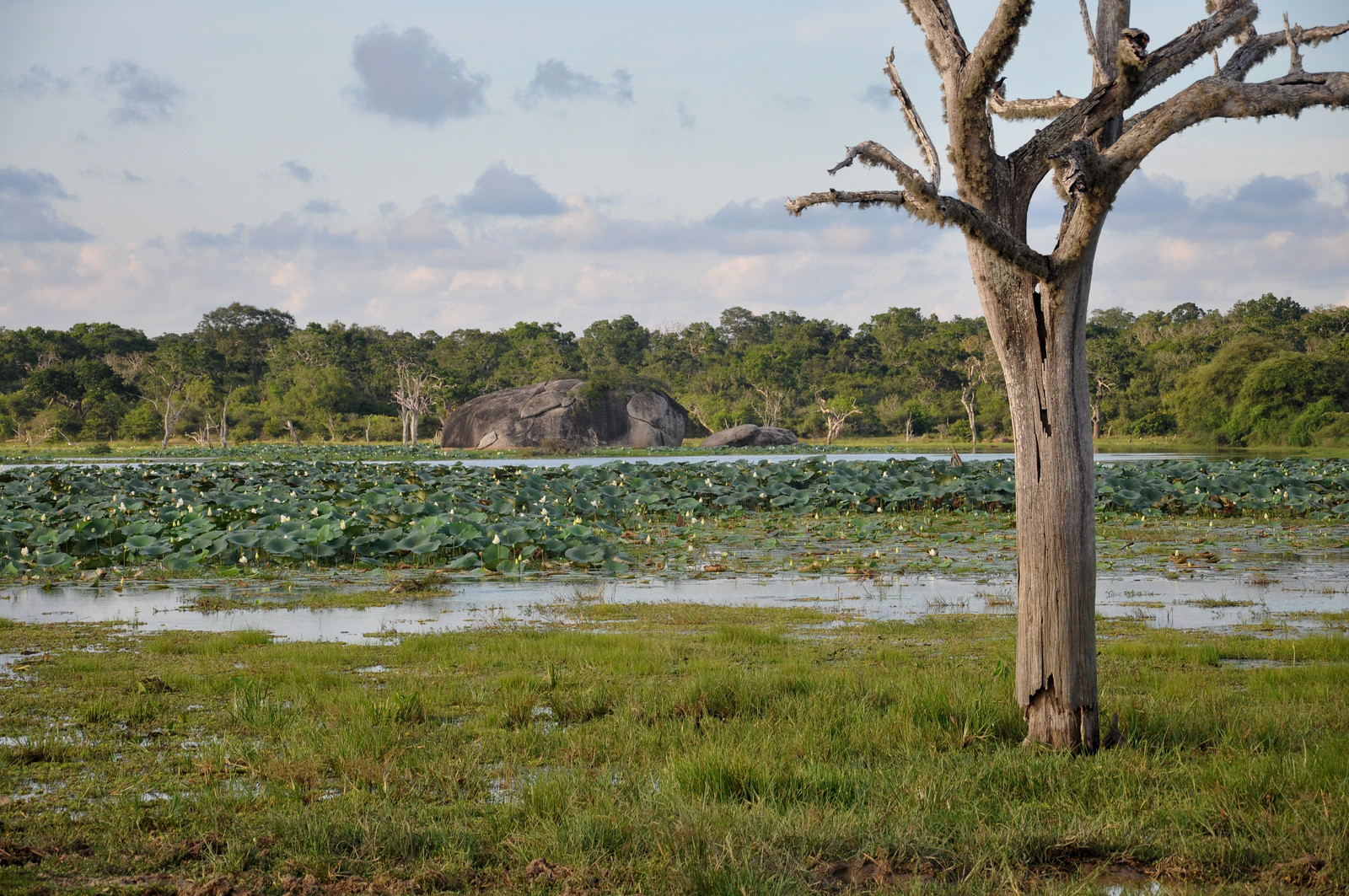 Национальный парк Яла (Yala National Park), Шри-Ланка. Фото 2 – фотографии Шри-Ланки