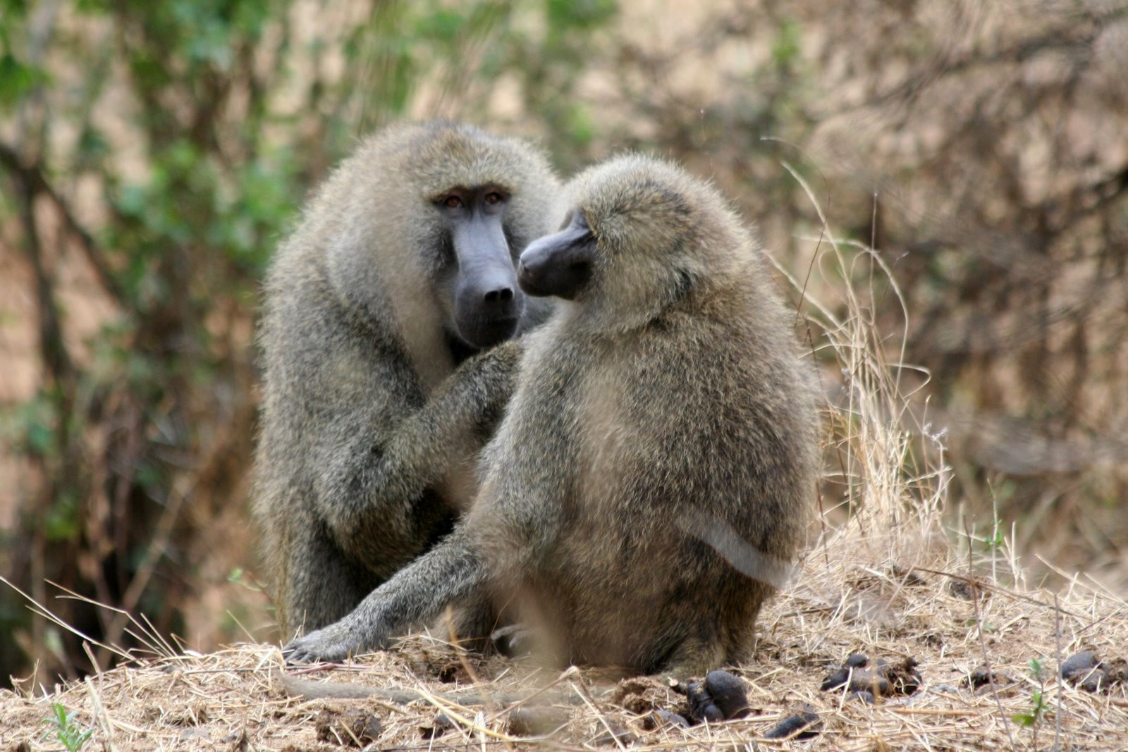 Tanzania – фотографии Танзании