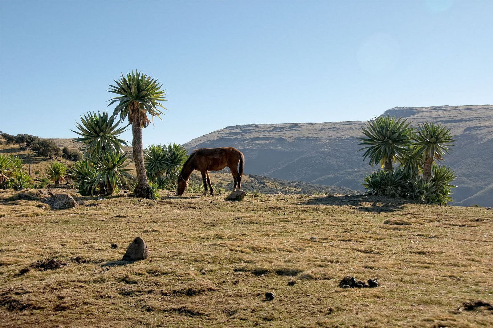 Бесконечная равнина, Эфиопия. Фото 8 – фотографии Эфиопии