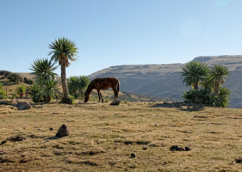 Бесконечная равнина, Эфиопия. Фото 8 – фотографии Эфиопии