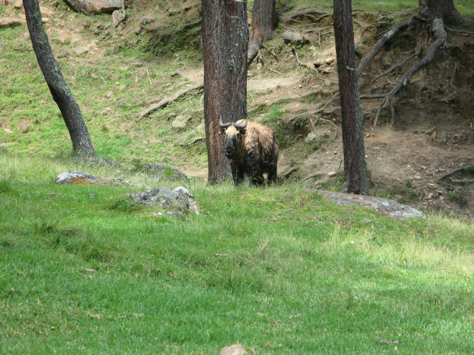 Бутан, фото № 4715 – фотографии Бутана