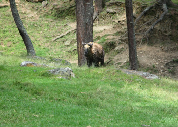 Бутан, фото № 4715 – фотографии Бутана
