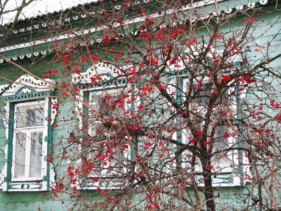 Рябина в Судогде, Россия – фотографии России