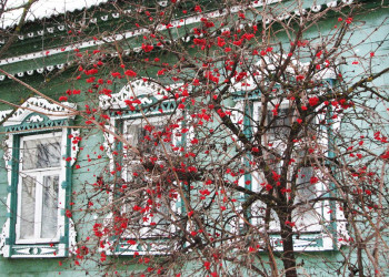 Рябина в Судогде, Россия – фотографии России