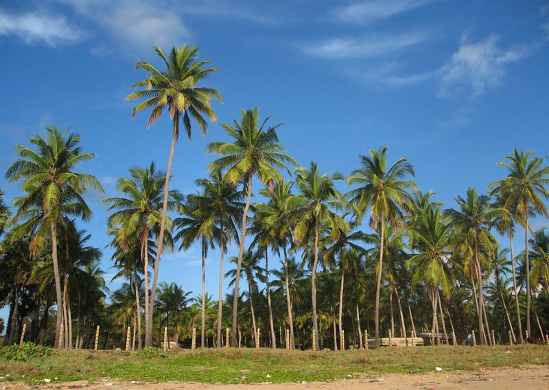 Тринкомали, Шри-Ланка, фото № 52411 – фотографии Шри-Ланки