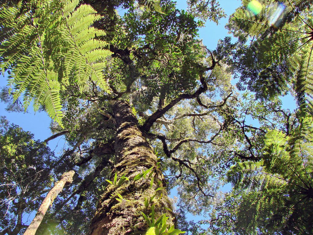 Папоротники в парке Амборо – фотографии Боливии