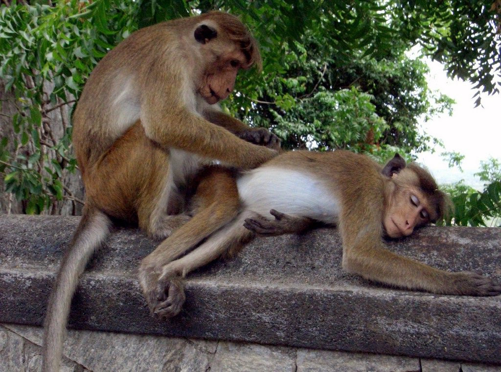 Дамбулла, Шри-Ланка, фото № 51066 – фотографии Шри-Ланки