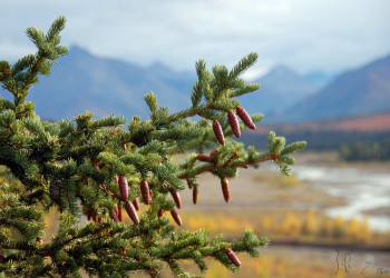 Аляска штат, США, фото № 67706 – фотографии США