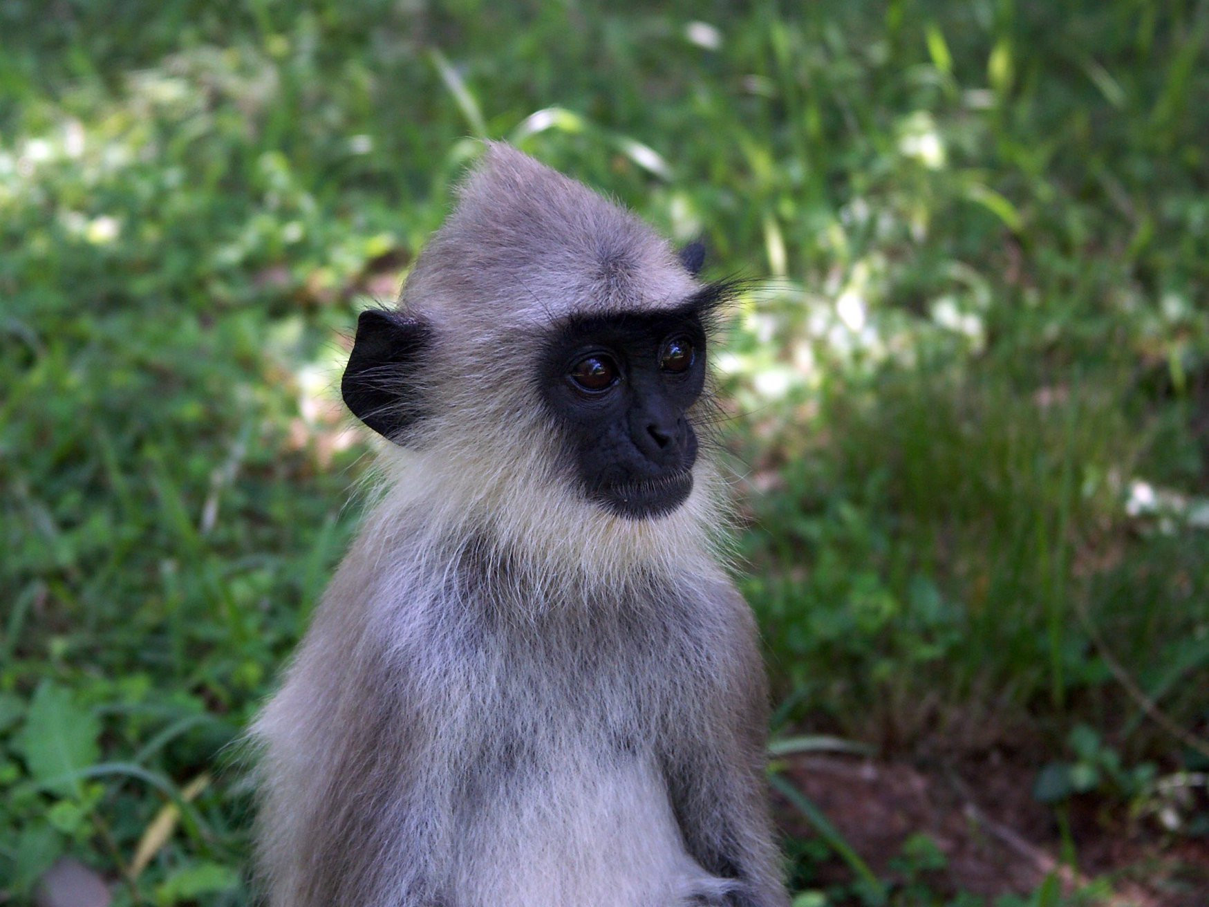 Полоннарува, Шри-Ланка, фото № 52198 – фотографии Шри-Ланки