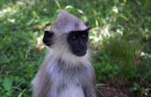Полоннарува, Шри-Ланка, фото № 52198 – фотографии Шри-Ланки