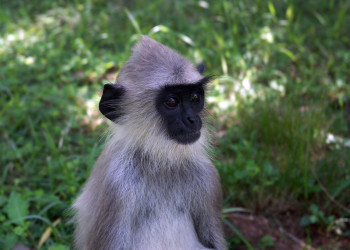 Полоннарува, Шри-Ланка, фото № 52198 – фотографии Шри-Ланки