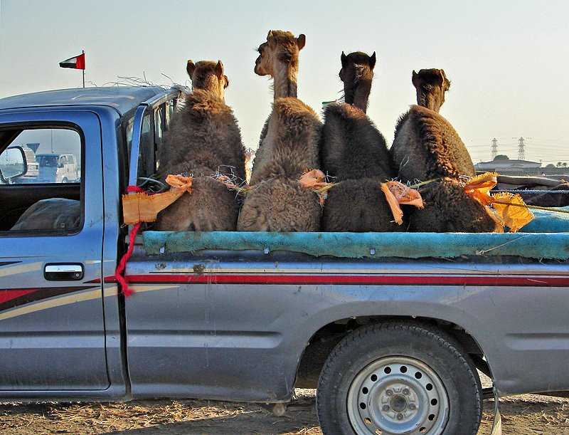 Дубай, ОАЭ, фото № 60829 – фотографии ОАЭ