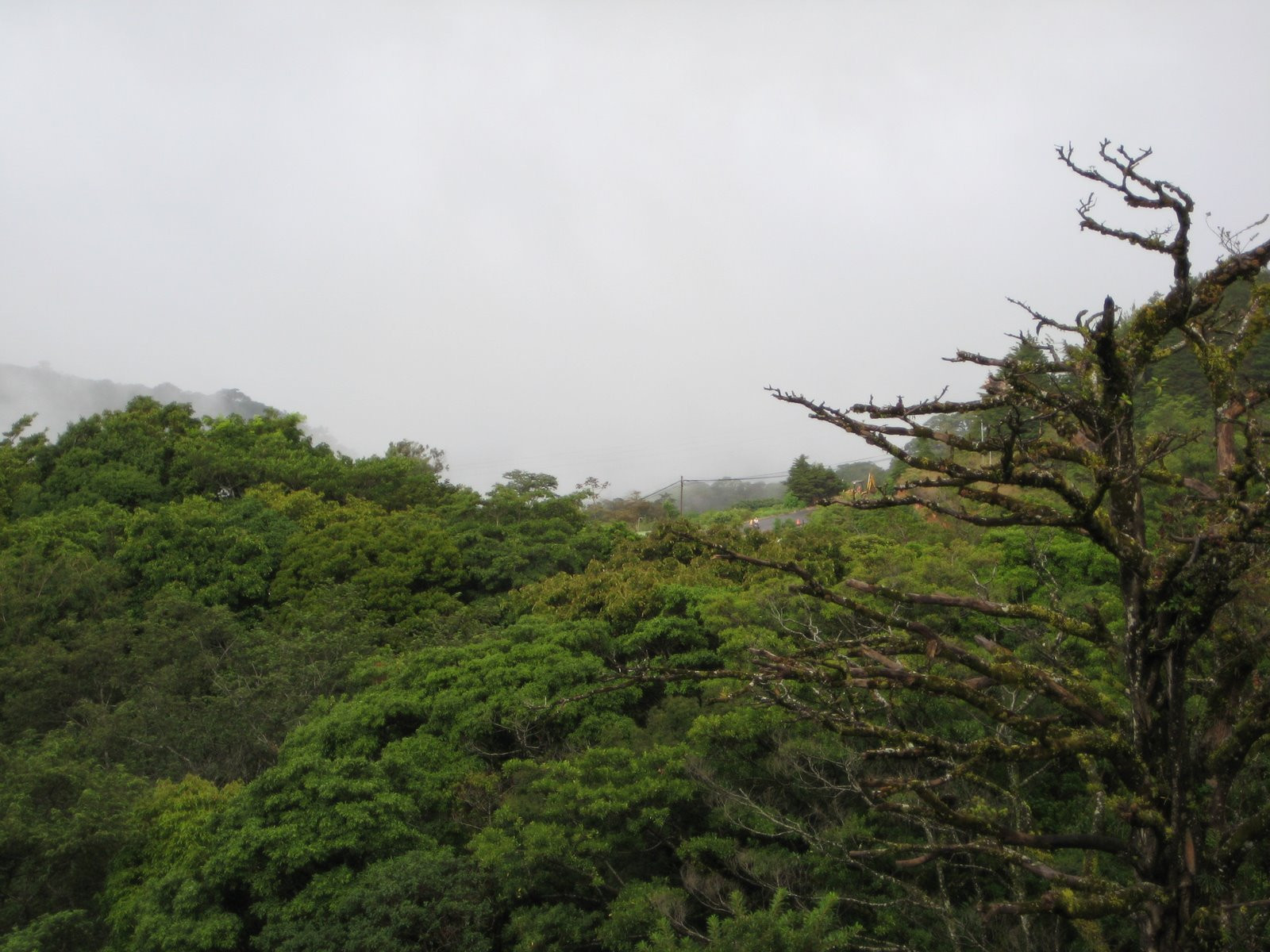 Монтеверде, Пунтаренас провинция, Коста-Рика, фото № 40763 – фотографии Коста-Рики