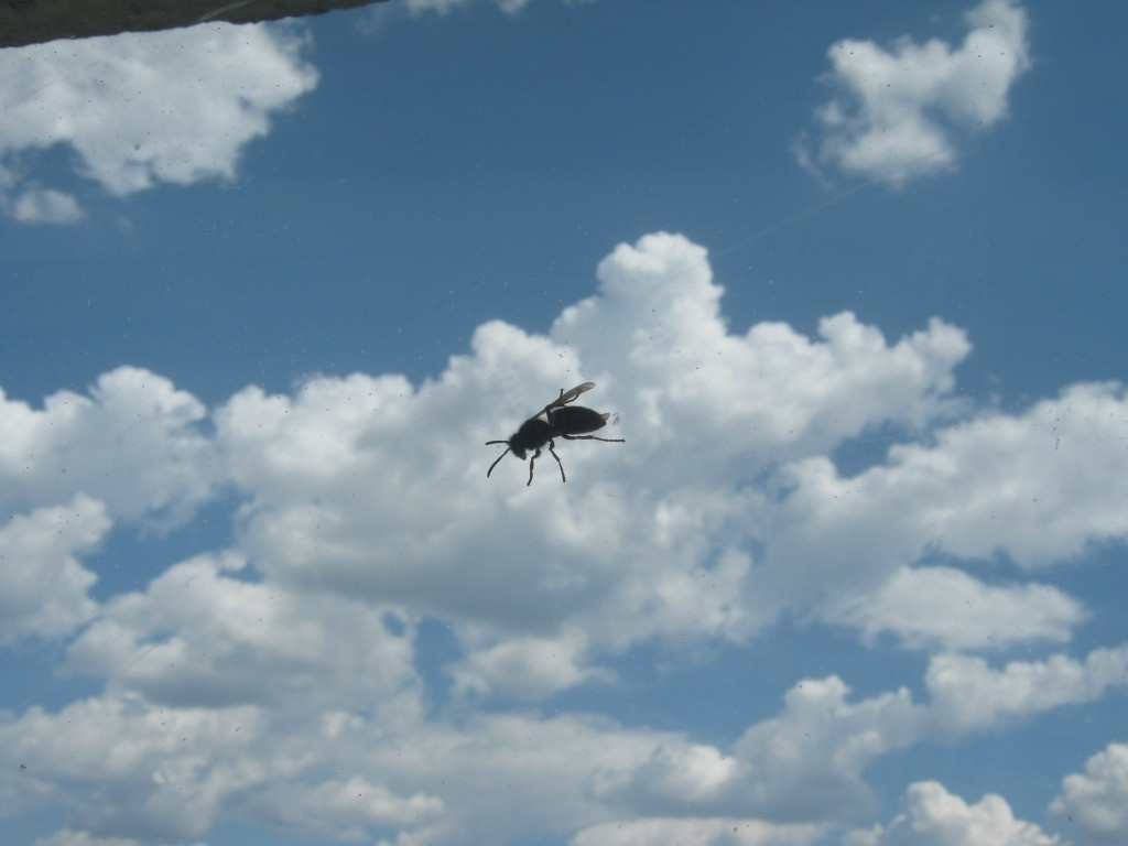 лето – фотографии России