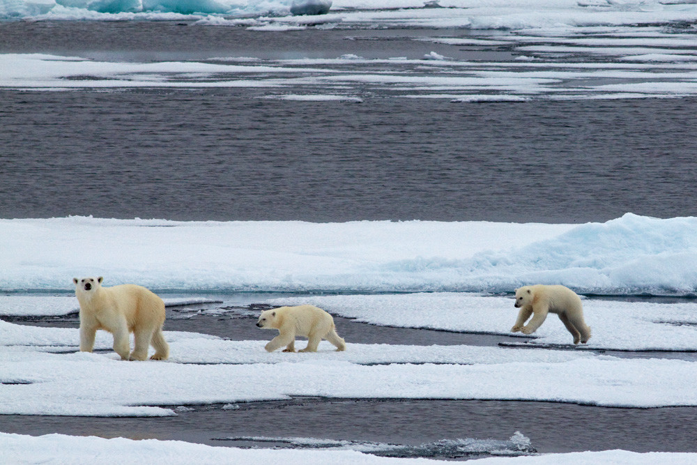 Белые медведи в районе Земли Франца-Иосифа. Фото 1 – фотографии России