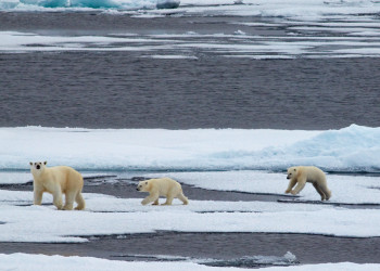 Белые медведи в районе Земли Франца-Иосифа. Фото 1 – фотографии России