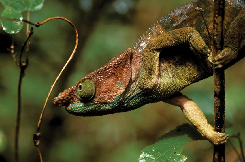 Мадагаскар, фото № 2145 – фотографии Мадагаскара