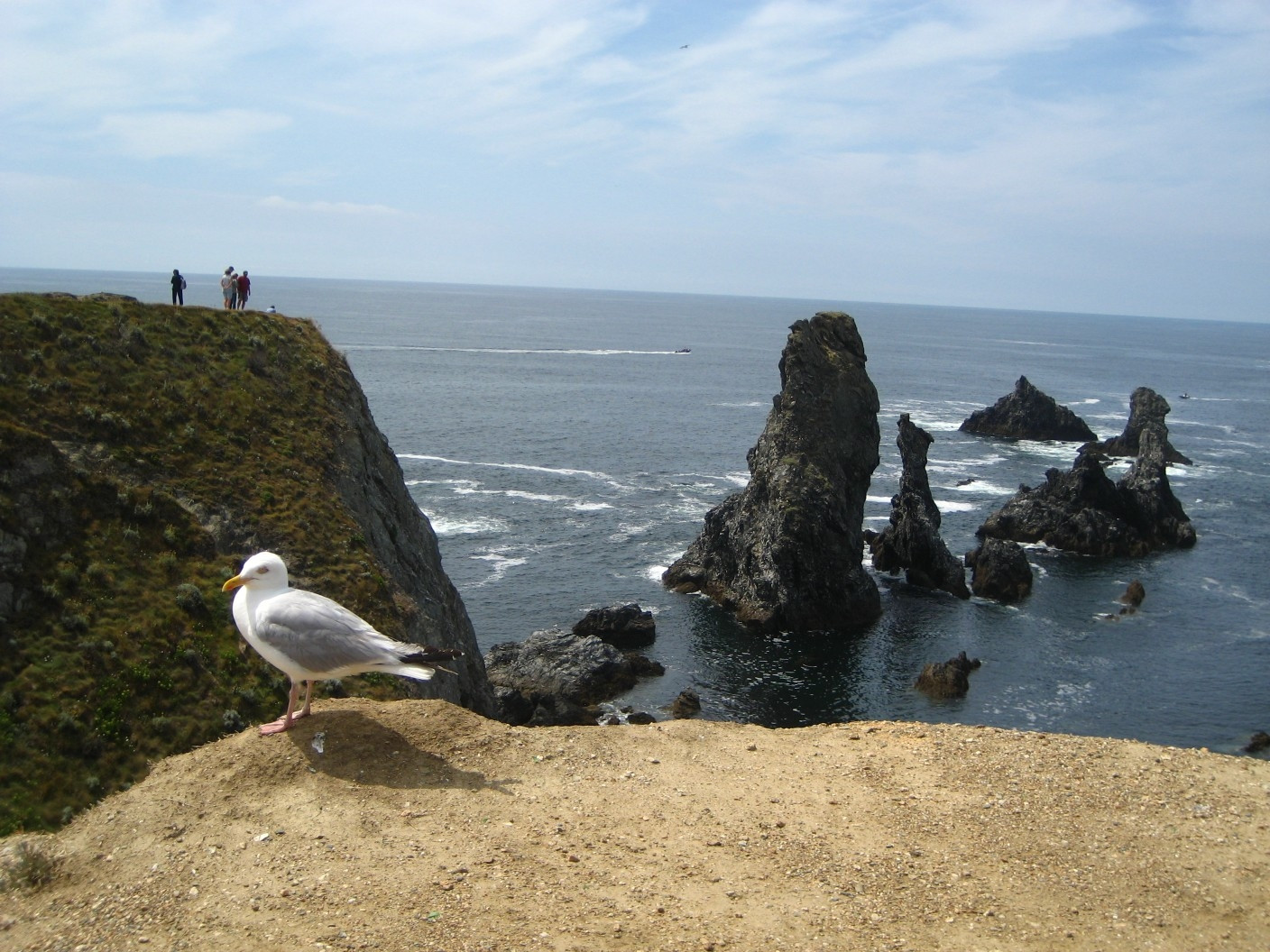 Птица на берегу в Бель-Иль, Франция. Фото 1 – фотографии Франции