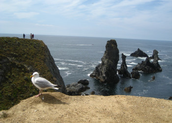 Птица на берегу в Бель-Иль, Франция. Фото 1 – фотографии Франции