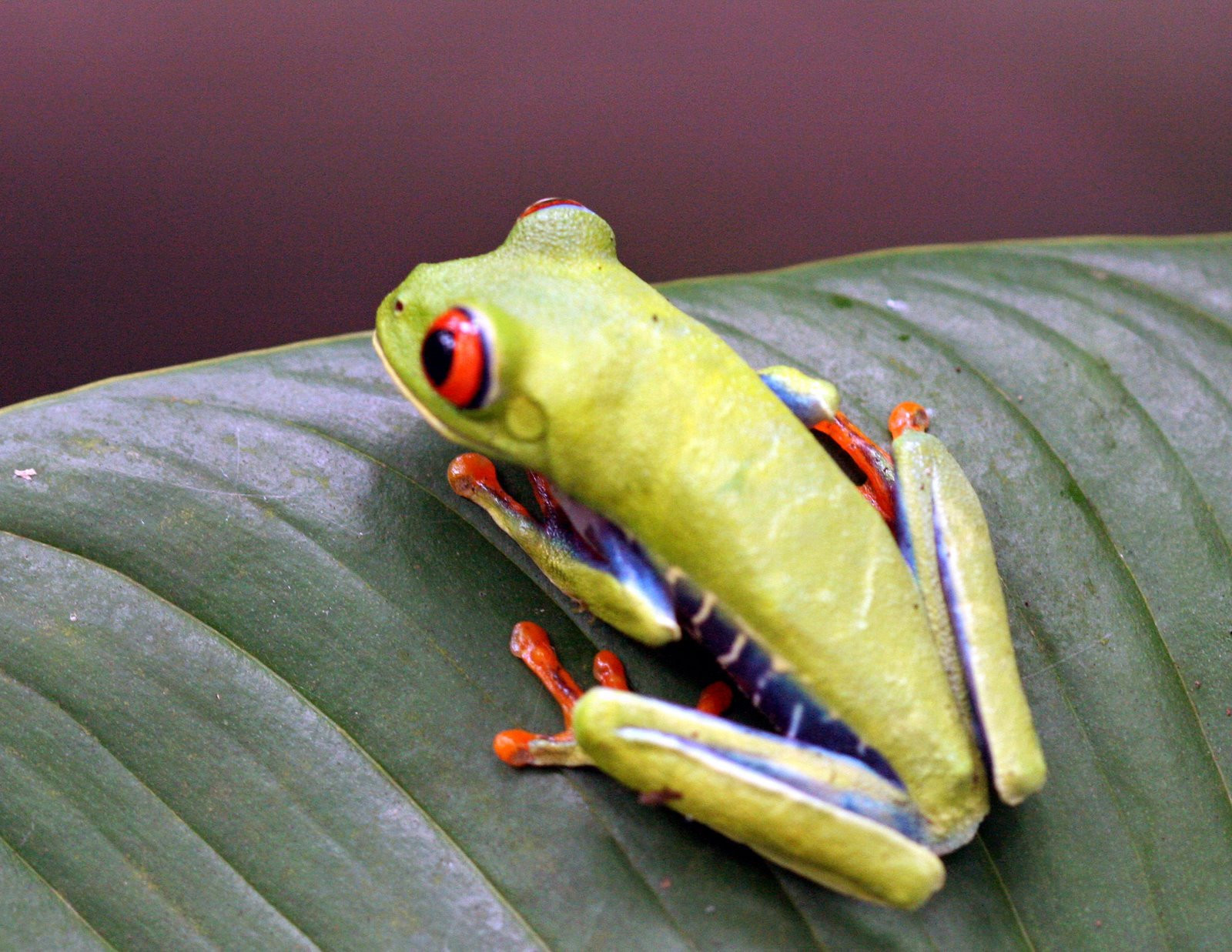 Тортугеро Национальный парк, Лимон провинция, Коста-Рика, фото № 40313 – фотографии Коста-Рики
