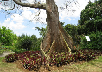 Гваделупа, фото № 3584 – фотографии Гваделупы