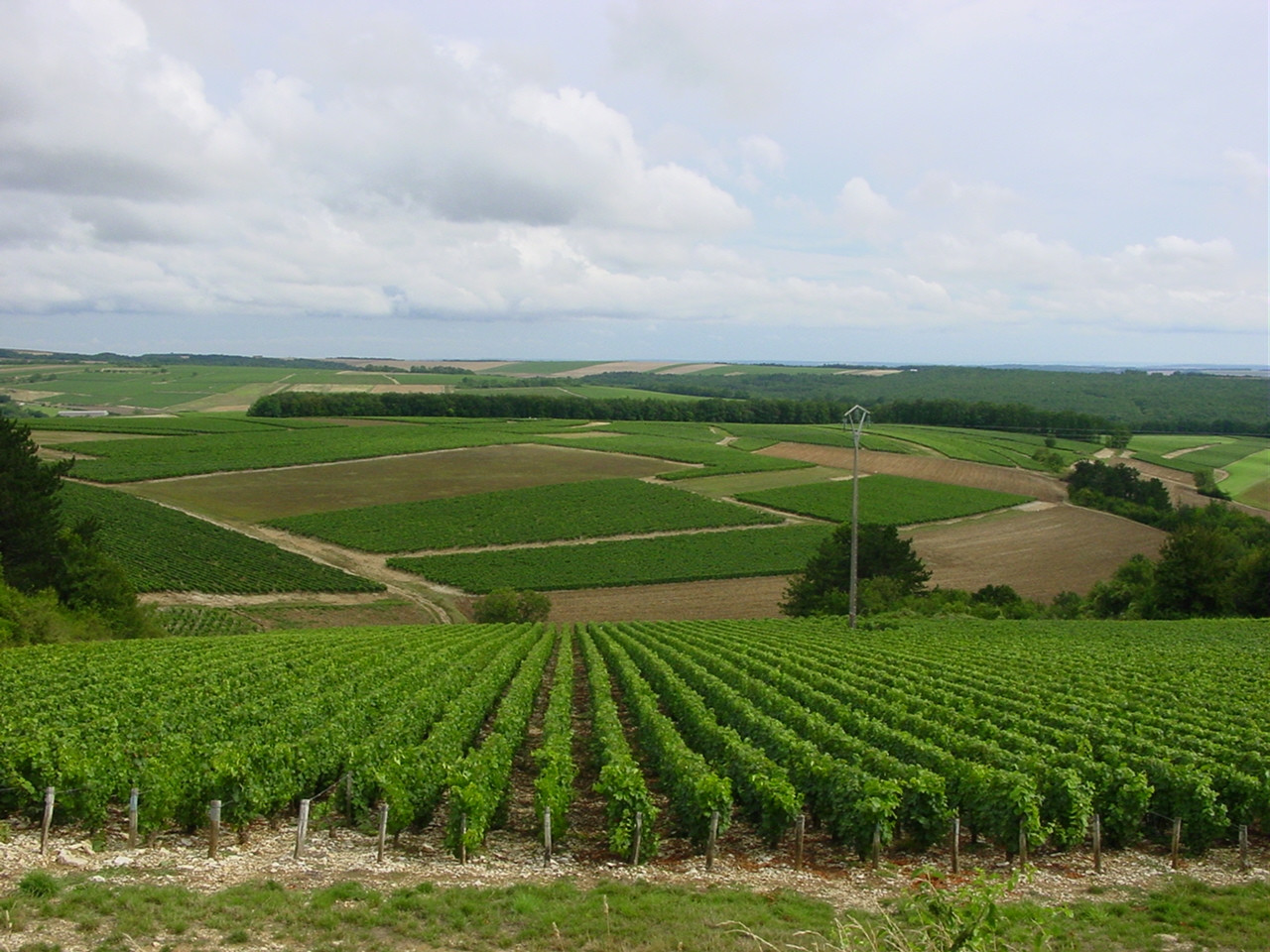 Поля в Шабли, Франция. Фото 1 – фотографии Франции