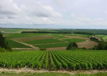 Поля в Шабли, Франция. Фото 1 – фотографии Франции