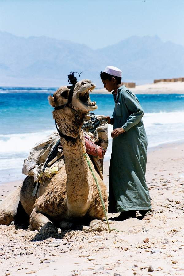 Дахаб, Египет, фото № 34949 – фотографии Египта